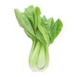 Fresh Bok Choy vegetable isolated white background.Non-toxic clean vegetables