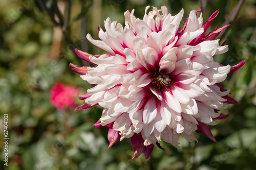 Pink dahlia flower with bee in center collecting pollen and nectar. Petals are light and dark pink.