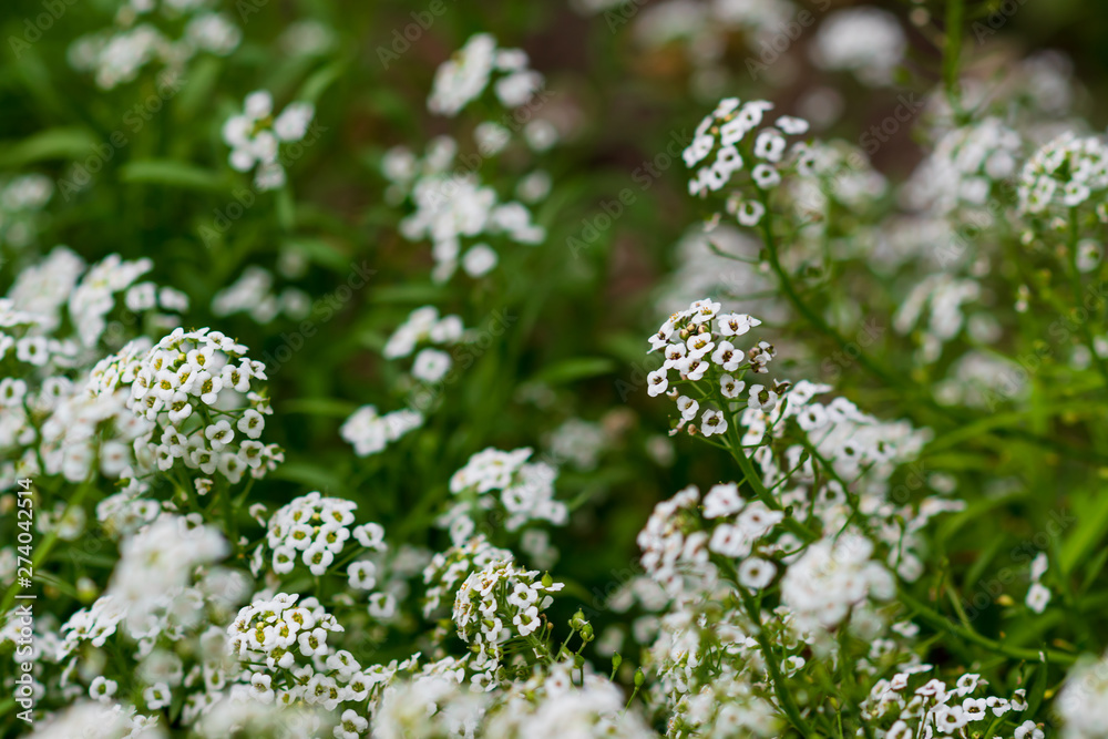 Reseda odorata (mignonette) closeup of a small white flowers. selective focus. Reseda odorata (mignonette) closeup of a small white flowers. selective focus.