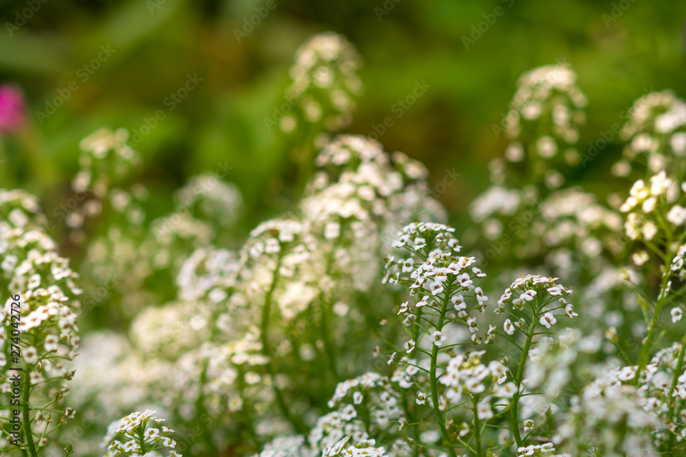 Reseda odorata (mignonette)  closeup of a small white flowers. selective focus.