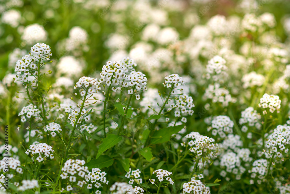 Reseda odorata (mignonette) closeup of a small white flowers. selective focus. Reseda odorata (mignonette) closeup of a small white flowers. selective focus.
