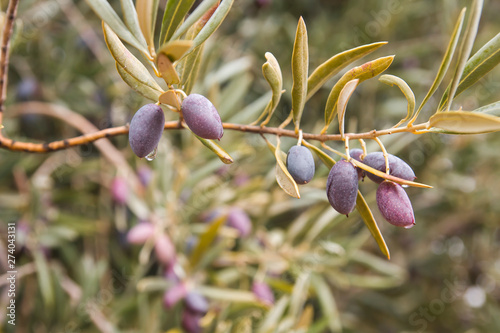 Detail o olive tree branch with fruits