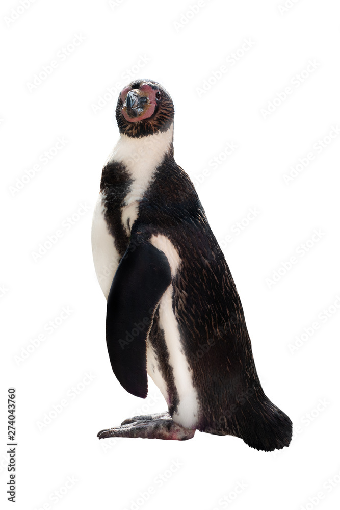 Obraz premium penguin isolated on white