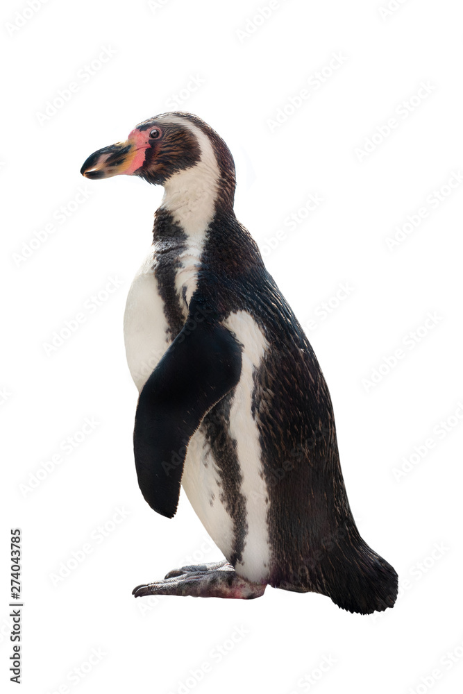 Obraz premium penguin isolated on white
