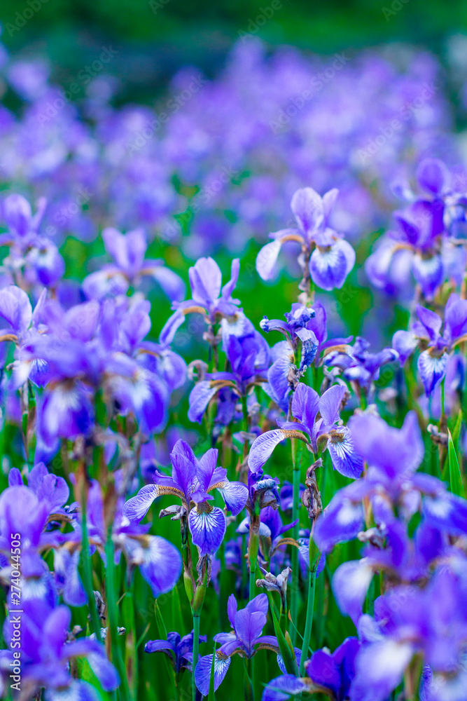 Iris flower. Blooming field of flowers irises.