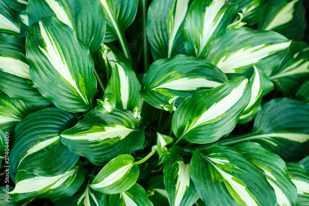 Obraz premium Beautiful green large leaves hosta in the garden as background
