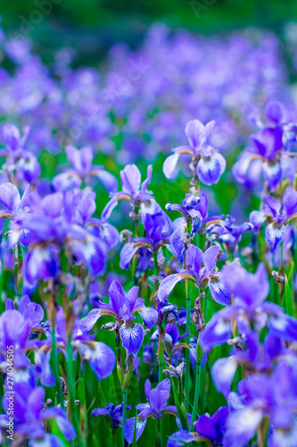 Iris flower. Blooming field of flowers irises.