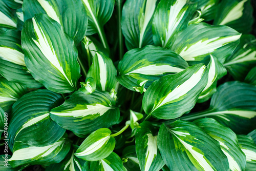 Beautiful green large leaves hosta in the garden as background