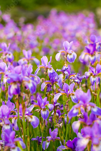 Iris flower. Blooming field of flowers irises.