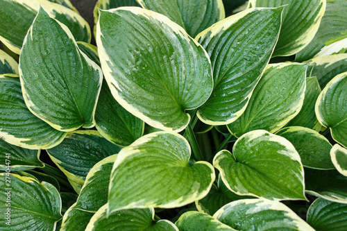 Quadro su tela Beautiful green large leaves hosta in the garden as background