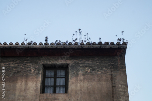 flowers grouwing on the roof photo