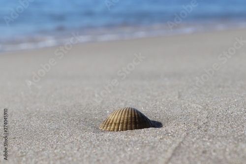 shell on the beach