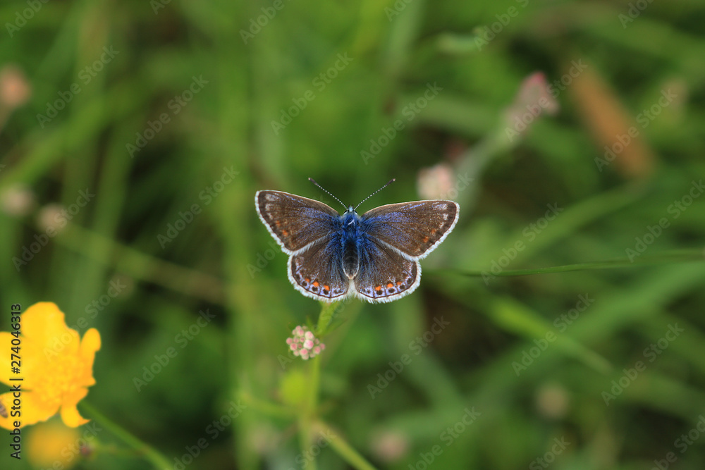 A female Common Blue Butterfly, scientific name Polyommatus icarus, isolated against a grassland bokeh background. A female Common Blue Butterfly, scientific name Polyommatus icarus, isolated against a grassland bokeh background.