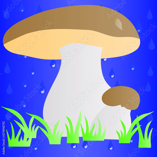white mushroom in the grass in the rain