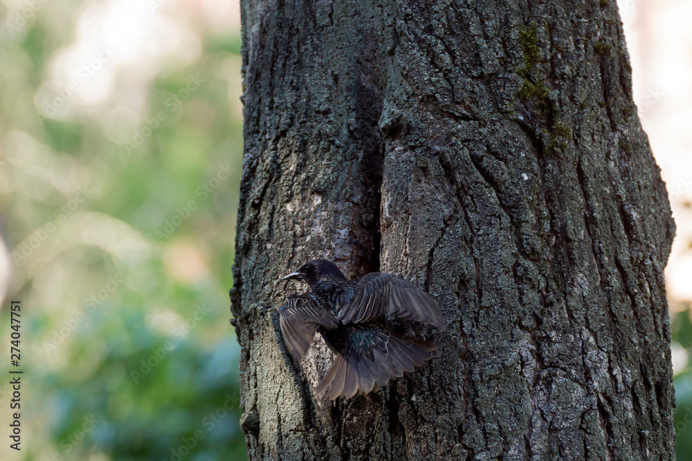 Obraz premium The Common Starling, Sturnus vulgaris is flying with some insect to feed its chick, the young bird is opening its beak to be feeded, pretty golden light, green background