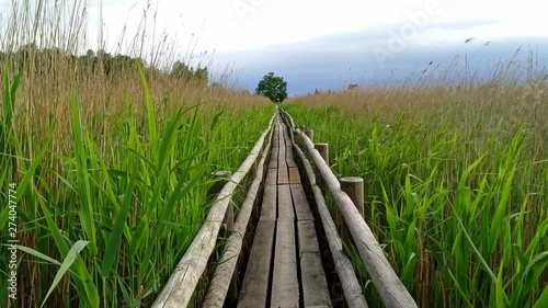 Reeds blowing in the wind along wooden walkway, in a bog, Lake Kaņieris in Ķemeri National Park photo