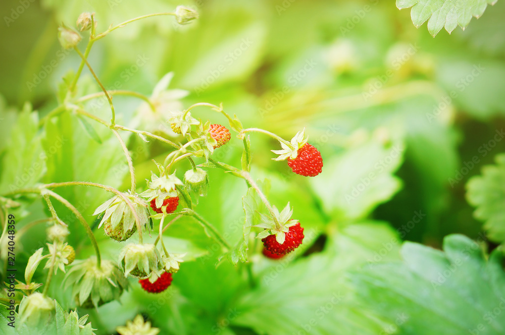 Wild strawberries getting ripe and red in summer forest. Selective focus, green background Wild strawberries getting ripe and red in summer forest. Selective focus, green background