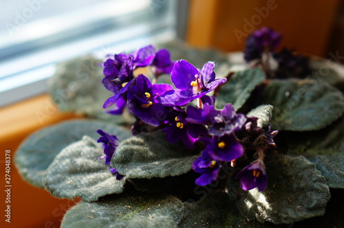 Purple Saintpaulia - African violet blooming in a pot on a window indoors close-up photo