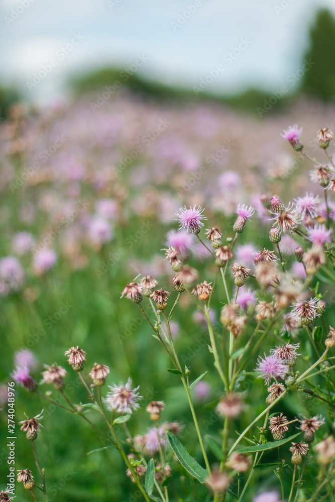 pink wild flowers in green grass, closeup pink wild flowers in green grass, closeup