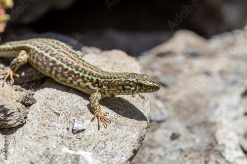Erhard's Wall Lizard (Podarcis erhardii naxensis) sitting on a stones close-up in a sunny day