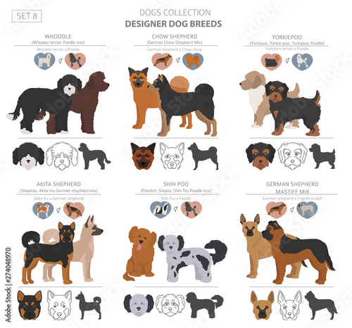 Designer dogs, crossbreed, hybrid mix pooches collection isolated on white. Flat style clipart set