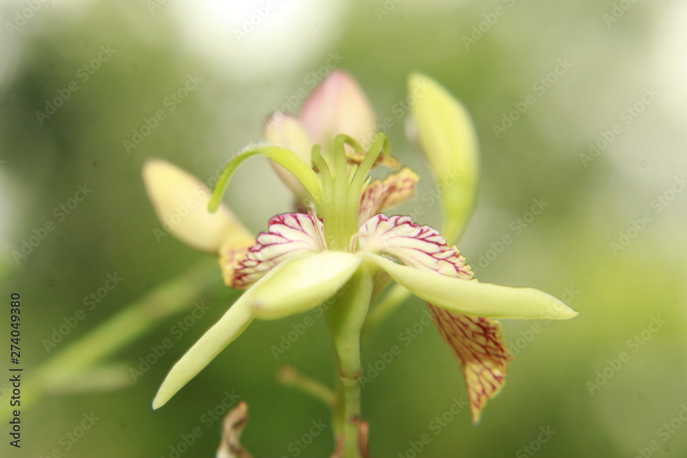 Tamarind (Tamarindus indica) Flower.