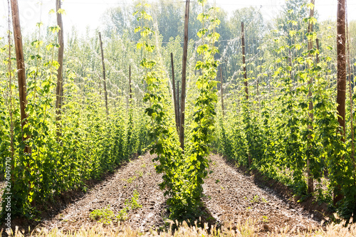 hop farm field with lupulus plants for make beer , Villoria village, Spain photo