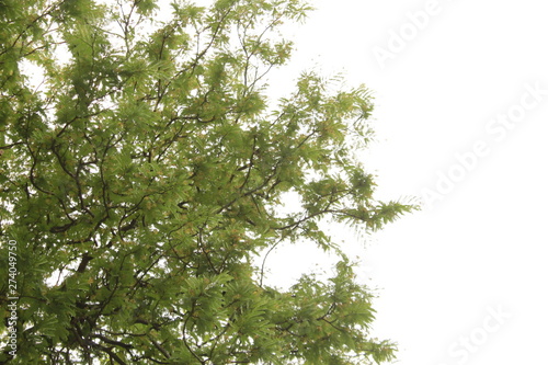 Tamarind (Tamarindus indica) tree branch. © #CHANNELM2