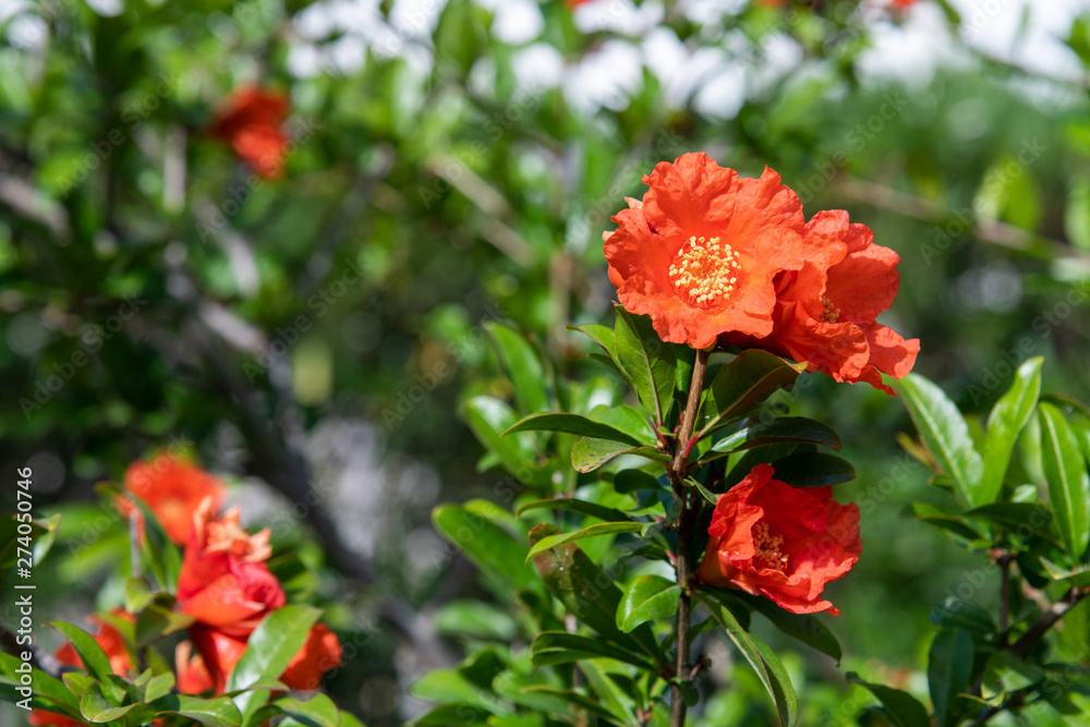 Flowering pomegranate bush with a red flowers