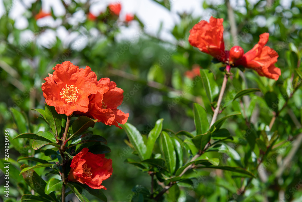 Flowering pomegranate bush with a red flowers