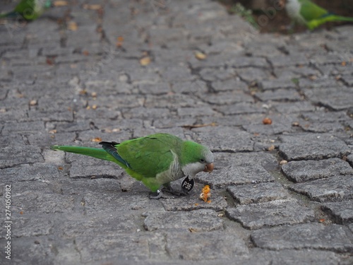 バルセロナ　オウム