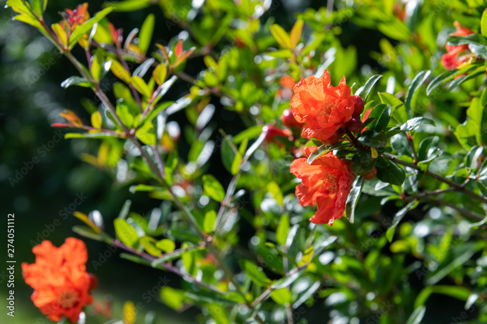 Flowering pomegranate bush with a red flowers Flowering pomegranate bush with a red flowers