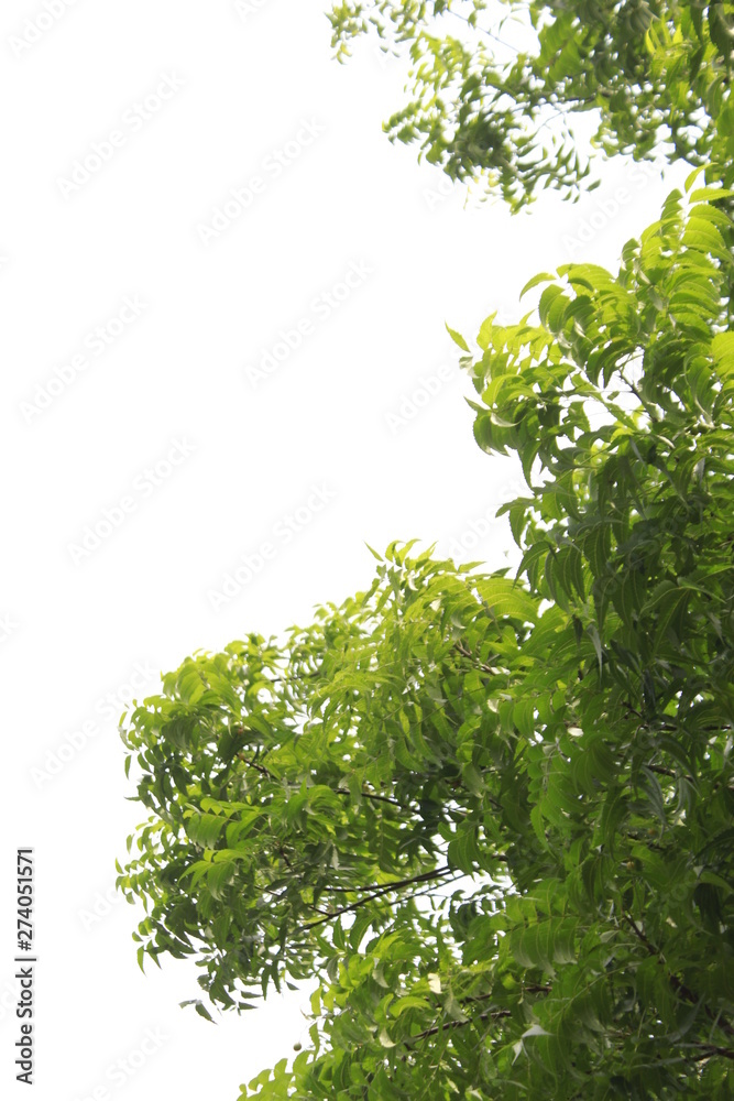 Medicinal neem leaves.Also known as Azadirachta indica, nimtree or