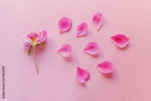 fresh beautiful spring flower and petals isolated on pastel pink background, emotions concept, flat layout, top view