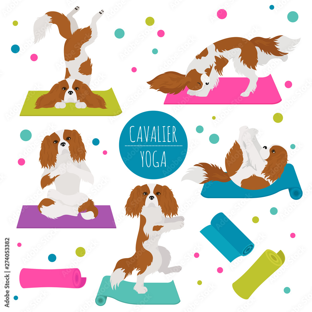 Naklejka premium Yoga dogs poses and exercises. Cavalier King Charles spaniel clipart