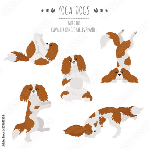 Yoga dogs poses and exercises. Cavalier King Charles spaniel clipart