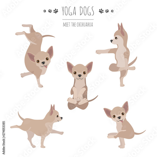 Yoga dogs poses and exercises. Chihuahua clipart © a7880ss