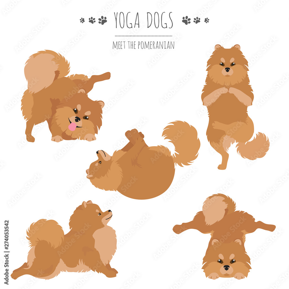 Fototapeta premium Yoga dogs poses and exercises. Pomeranian clipart