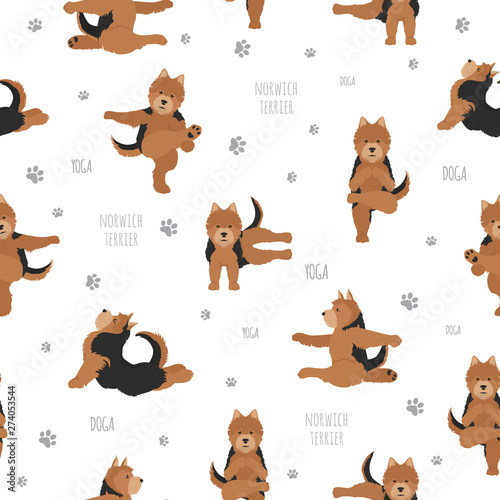 Yoga dogs poses and exercises. Norwich terrier seamless pattern