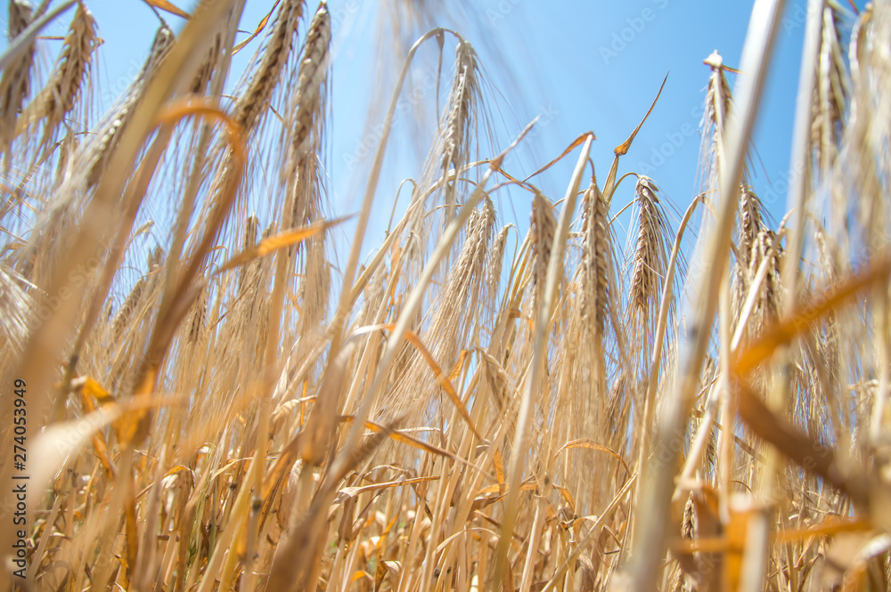 Fototapeta premium Golden fields of wheat.
