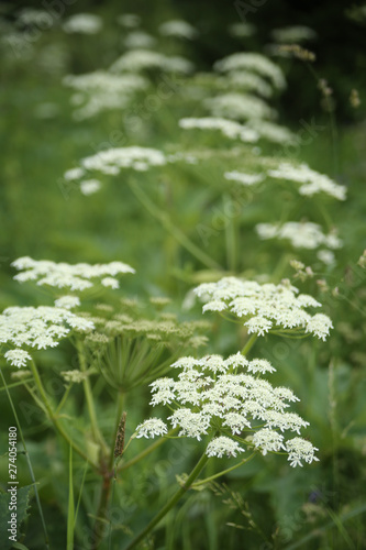 Foto Hogweed flowers on a background of green grass