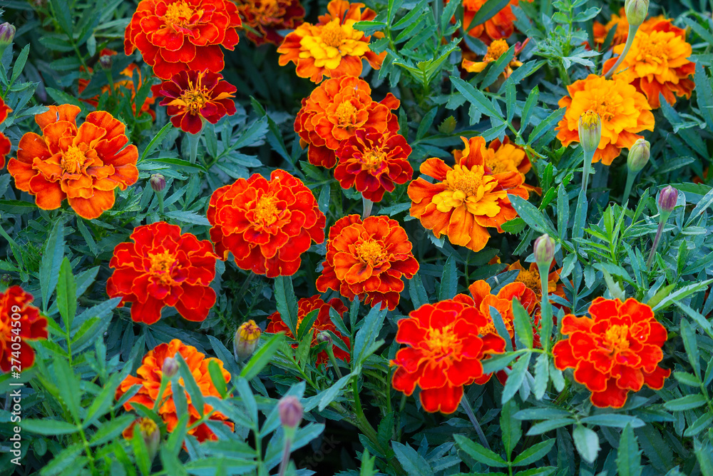 Beautiful orange marigold in a garden. Flowers