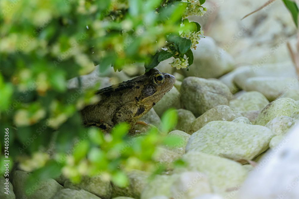Obraz premium neugieriger Frosch 2