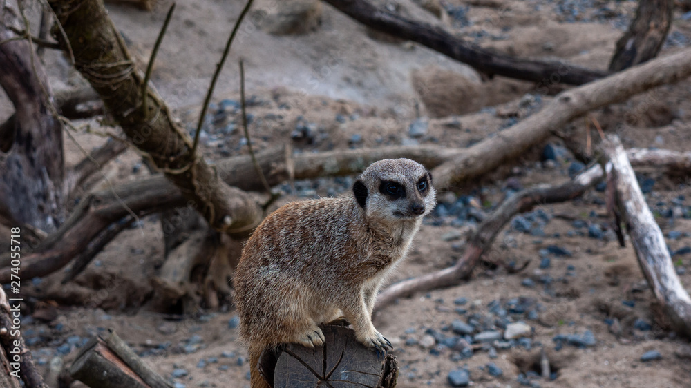 Obraz premium meerket