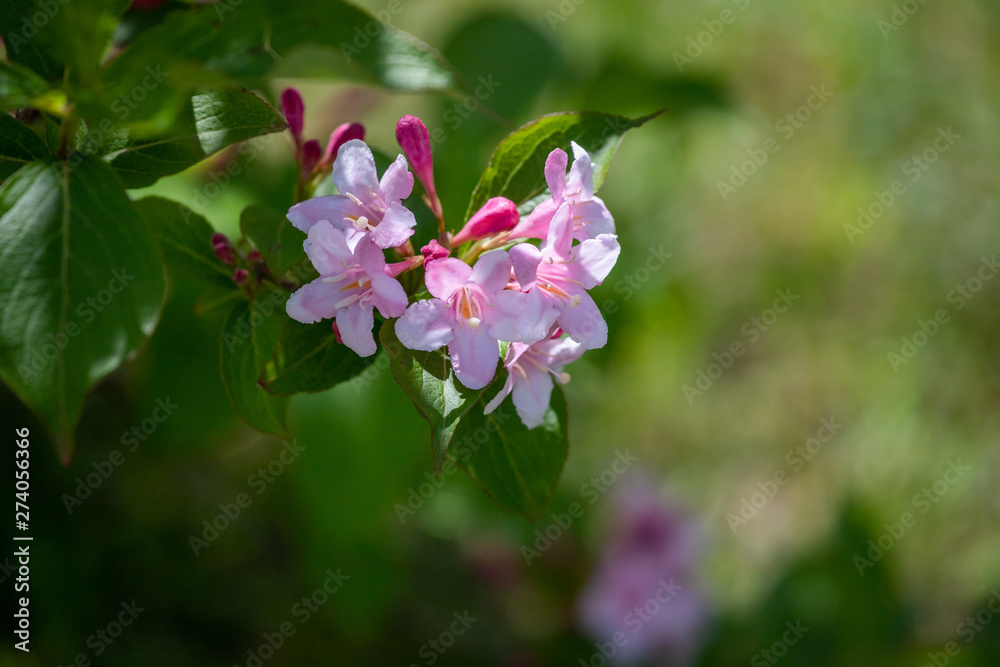 pink flower pink flower