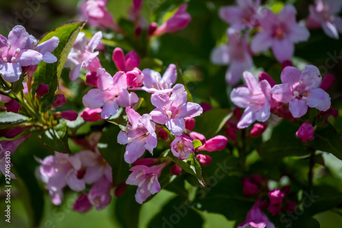 pink flower