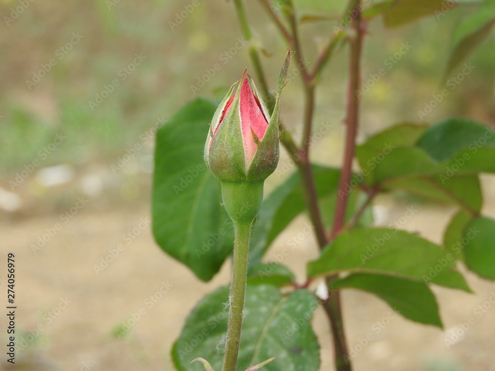 pink rose pink rose
