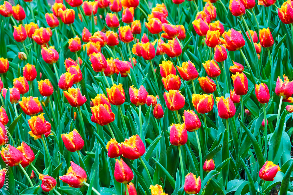 Beautiful bed of flowers with red yellow tulips. Morning dew drops on the colorful petals. Amazing flowers. Dutch tulip. Netherlands concept. Beautiful nature flowers Beautiful bed of flowers with red yellow tulips. Morning dew drops on the colorful petals. Amazing flowers. Dutch tulip. Netherlands concept. Beautiful nature flowers