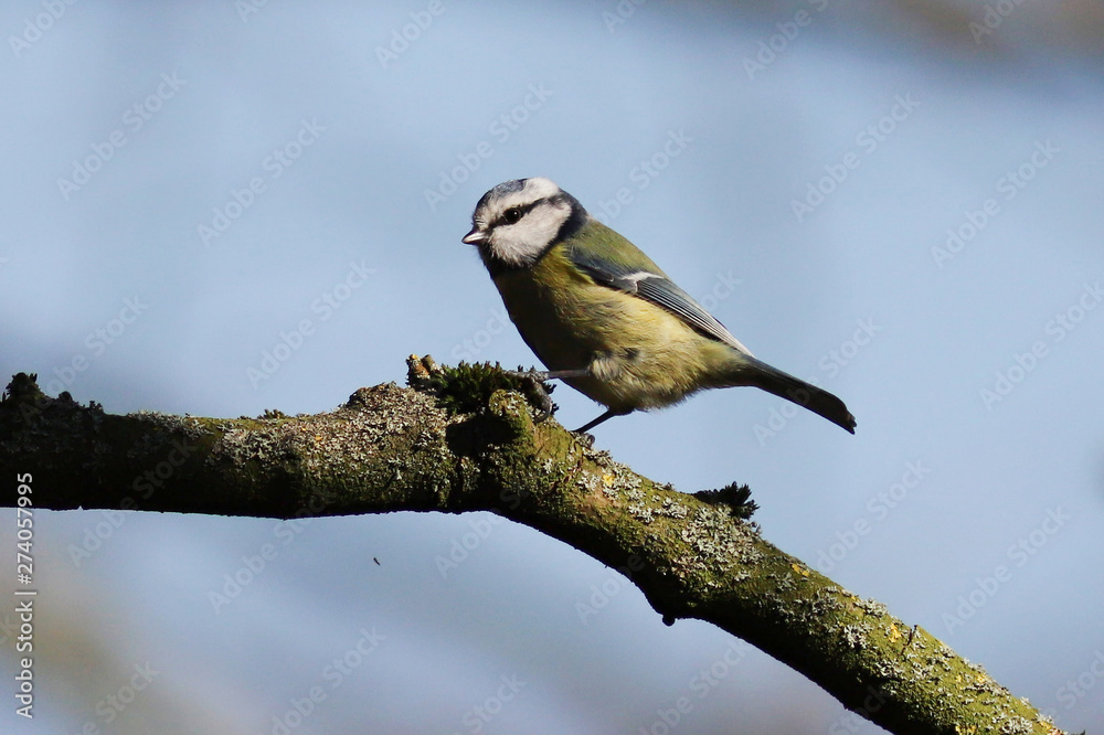 Obraz premium Blue Tit