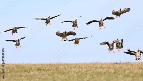 Geese coming in to land!